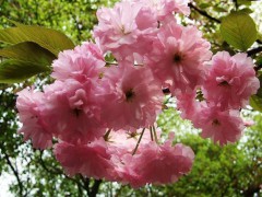 櫻花_云南櫻花地苗銷售批發(fā),昆明櫻花樹(shù)苗圖3
