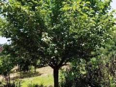 櫻花種植技術(shù)_云南櫻花地苗銷售批發(fā),昆明櫻花樹(shù)苗圖2