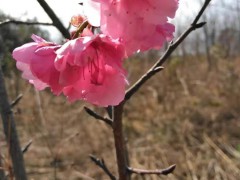 云南櫻花地苗銷(xiāo)售批發(fā),昆明櫻花樹(shù)苗櫻花種子何時(shí)栽種圖2