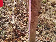 2020櫻花樹苗種植技術(shù)性_云南櫻花地苗銷售批發(fā)圖2
