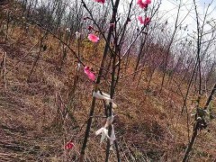 2020櫻花樹苗種植技術(shù)性_云南櫻花地苗銷售批發(fā)圖3