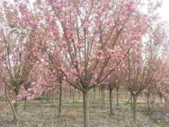 櫻花果苗大約要多少錢一棵？種植兩年盛開？圖3
