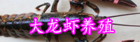 如何做出一道美味的大龍蝦？