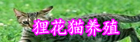 為什么大多數(shù)農(nóng)村都養(yǎng)殖貍花貓？