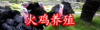 如何人工馴養(yǎng)火雞-市場(chǎng)行情
