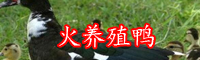 目前火鴉的市場(chǎng)行情價(jià)格-