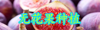 近幾年無(wú)花果行情價(jià)格-