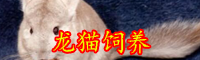 龍貓因什么聞名？龍貓圖片