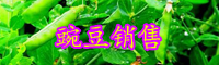今年豌豆的市場(chǎng)行情-