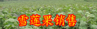 雪蓮果的食用價(jià)值-種植技術(shù)