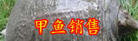 烏龜、王八、甲魚、鱉有哪些不同？