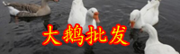活鵝的成本和利潤(rùn)-養(yǎng)殖前景