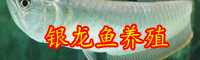 銀龍魚價格多少一條？水溫多少合適