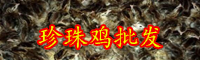 珍珠雞養(yǎng)殖賺錢嗎？珍珠雞養(yǎng)殖要求