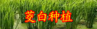 茭白的產(chǎn)地分布？茭白的種植條件-