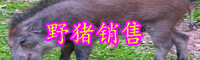 正宗豬肉價格多少錢一斤？怎樣分辨真假？