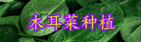 抗癌防癌蔬菜“木耳菜”什么時(shí)間種植好？種植方法有哪些？
