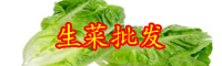 “皇帝菜”生菜的種植方法要點：采收也有小技巧！