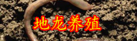 俗稱“地龍”的蚯蚓價格多少錢一斤？養(yǎng)一畝能賺多少錢？