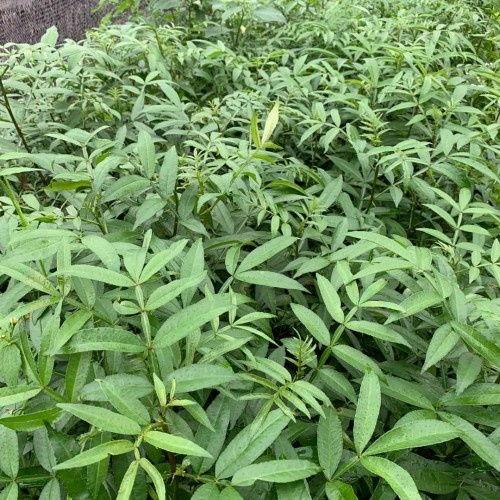 花椒苗價(jià)錢大約要多少錢一株？附豐收種植技術(shù)
