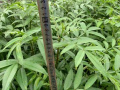 花椒苗價(jià)錢大約要多少錢一株？附豐收種植技術(shù)圖2