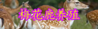 “珍稀動(dòng)物”梅花鹿養(yǎng)殖方法介紹！