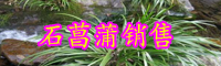 現(xiàn)在石菖蒲多少錢一斤？今年石菖蒲價格多少
