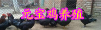 元寶雞苗價格多少錢一只？怎么養(yǎng)殖效益高？