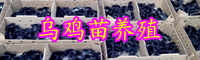 烏雞苗多少錢一只？2020養(yǎng)殖賺錢嗎？