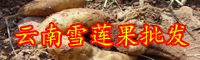 云南雪蓮果批發(fā)市場(chǎng)_目前價(jià)格多少錢(qián)一斤？