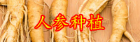 目前人參市場(chǎng)價(jià)錢(qián)是多少？種植賺錢(qián)嗎？