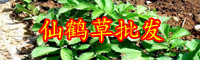 薔薇科植物“仙鶴草”能降血糖嗎？種子價格多少錢一斤？