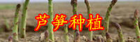 “蔬菜之王”蘆筍怎么種植？