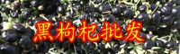 現(xiàn)在黑枸杞的價格一般是多少錢一斤？種植要點有哪些？