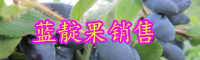 藍(lán)靛果幾年可結(jié)果？怎樣種植?市場(chǎng)前景如何？