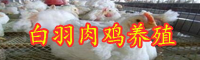 白羽肉雞苗價(jià)格是多少錢一只？
