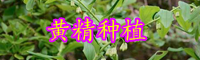 “陸地上的海參”黃精市場價格多少錢一斤？