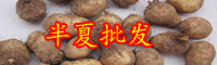 中藥材半夏的價(jià)格和種植效益如何？種植技術(shù)有哪些？