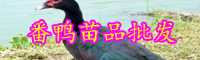 “四不像”番鴨苗批發(fā)價格大概多少錢一只？高效養(yǎng)殖技術有哪些？