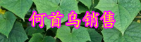 中藥材制首烏的功效與作用有哪些？能治脫發(fā)嗎？