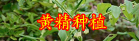 “陸地上的海參”黃精市場價格多少錢一斤？