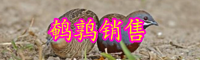 “卵中佳品”鵪鶉蛋價格大概多少錢一斤？兩個方法可煮熟！