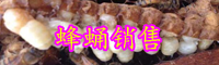 "高蛋白質(zhì)”的蜜蜂蜂蛹可以生吃嗎？有什么功效與作用？