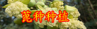 蓖麻油市場價格多少錢一斤？2020價格走勢如何？