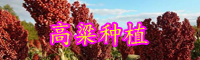 面對產(chǎn)業(yè)集中度低、種植戶數(shù)量眾多的國產(chǎn)高粱，機遇在哪里?