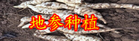 “蔬菜珍品”地參現(xiàn)在多少錢一斤？常食用有減肥的功效！