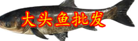 云南大頭魚多少錢一斤？它的功效與作用有哪些？