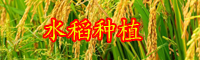 云南現(xiàn)在水稻多少錢一斤？2020年種一畝大約賺多少錢？