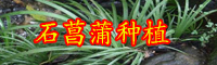 云南石菖蒲多少錢一斤？其功效與作用是什么？