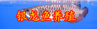 云南市場(chǎng)上的銀龍魚價(jià)格多少錢一條？怎么養(yǎng)？